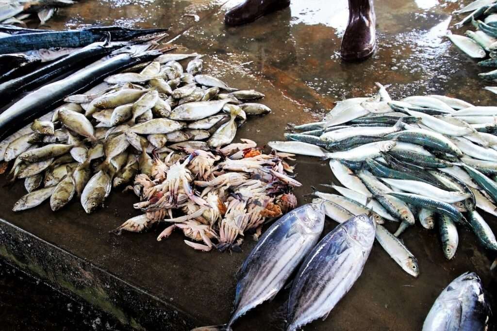 Humans eat the spoils of the ocean war